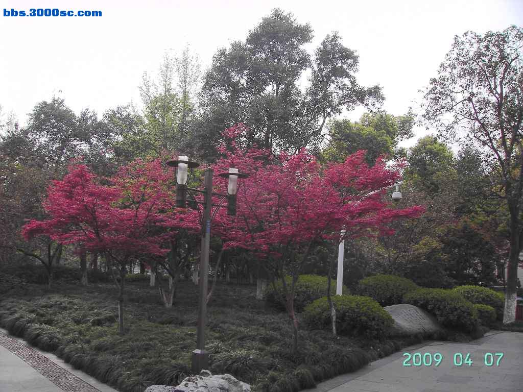 白堤上的桃花和杨柳 003.jpg