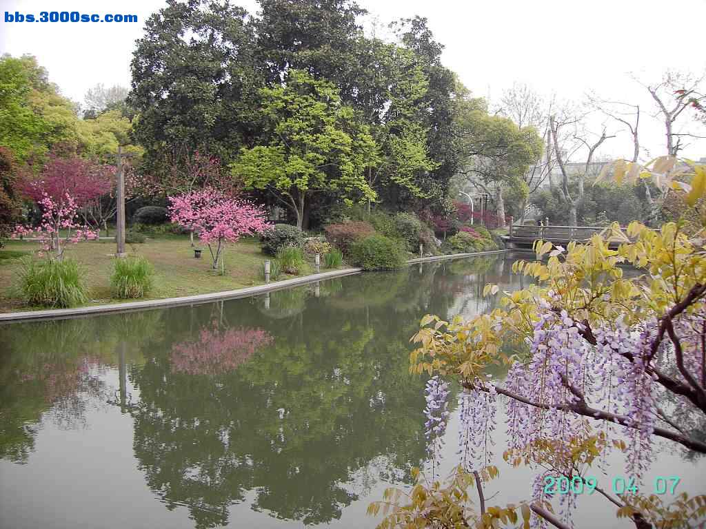 白堤上的桃花和杨柳 005.jpg