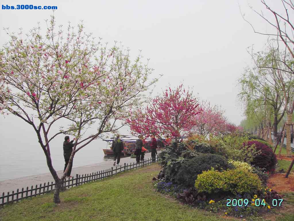 白堤上的桃花和杨柳 016.jpg