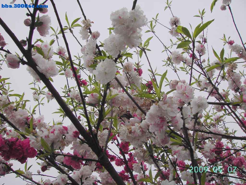 白堤上的桃花和杨柳 017.jpg