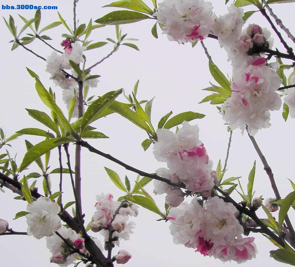 白堤上的桃花和杨柳 018.jpg