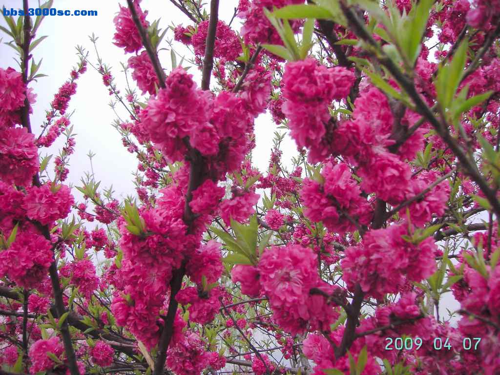 白堤上的桃花和杨柳 019.jpg