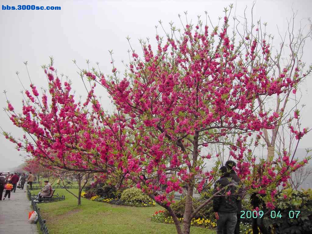 白堤上的桃花和杨柳 020.jpg