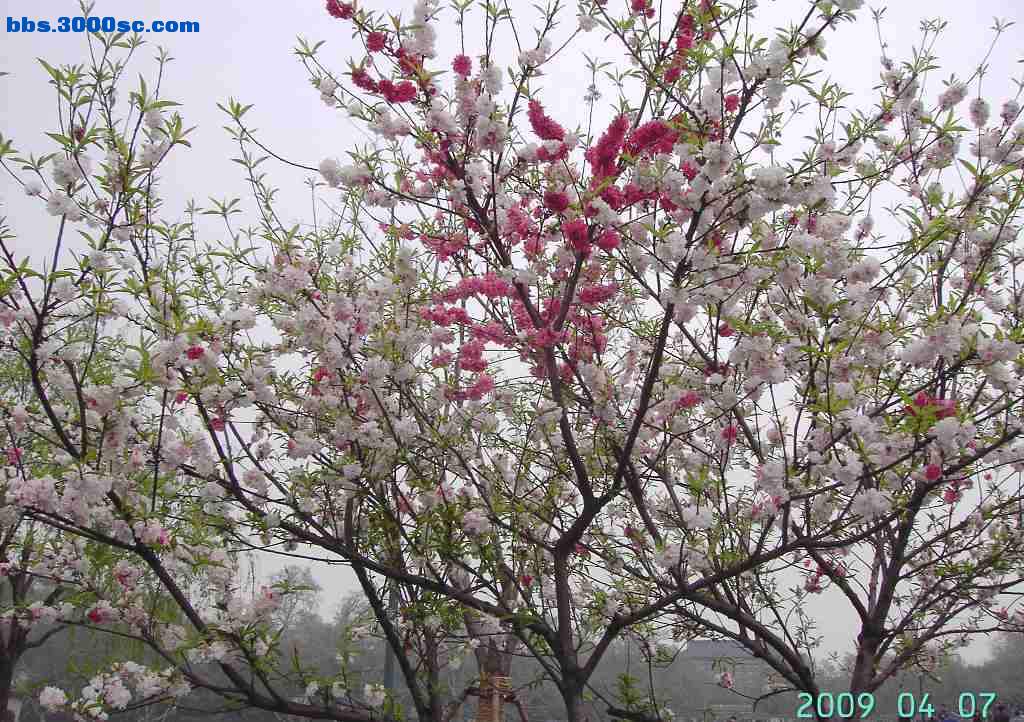 白堤上的桃花和杨柳 021.jpg