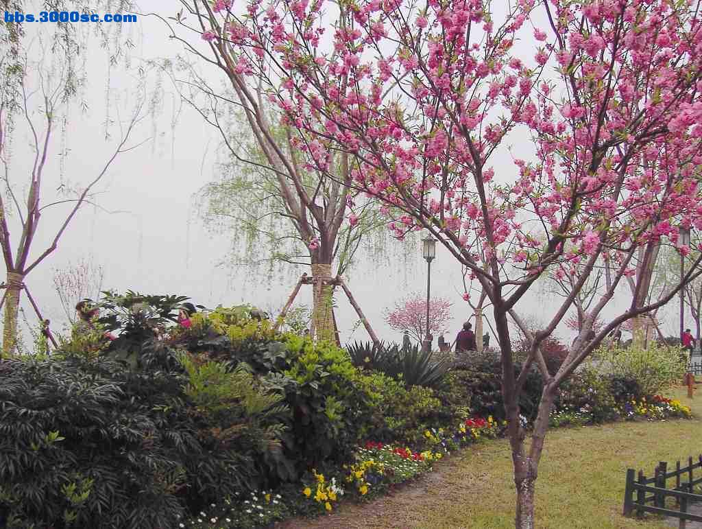 白堤上的桃花和杨柳 023.jpg