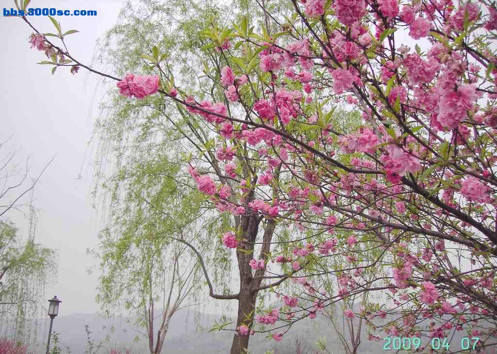 白堤上的桃花和杨柳 022.jpg