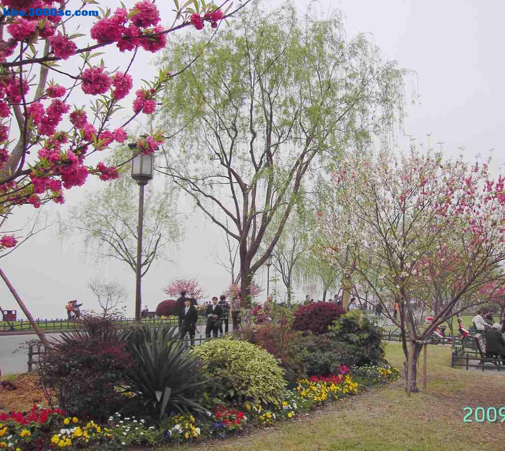白堤上的桃花和杨柳 024.jpg
