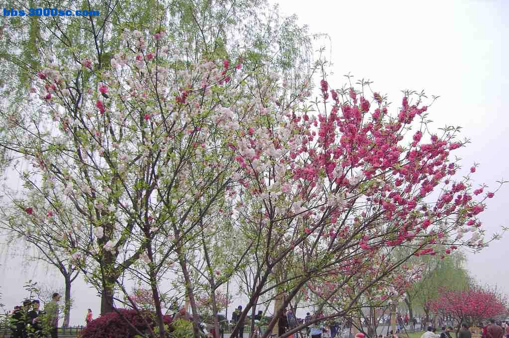 白堤上的桃花和杨柳 025.jpg