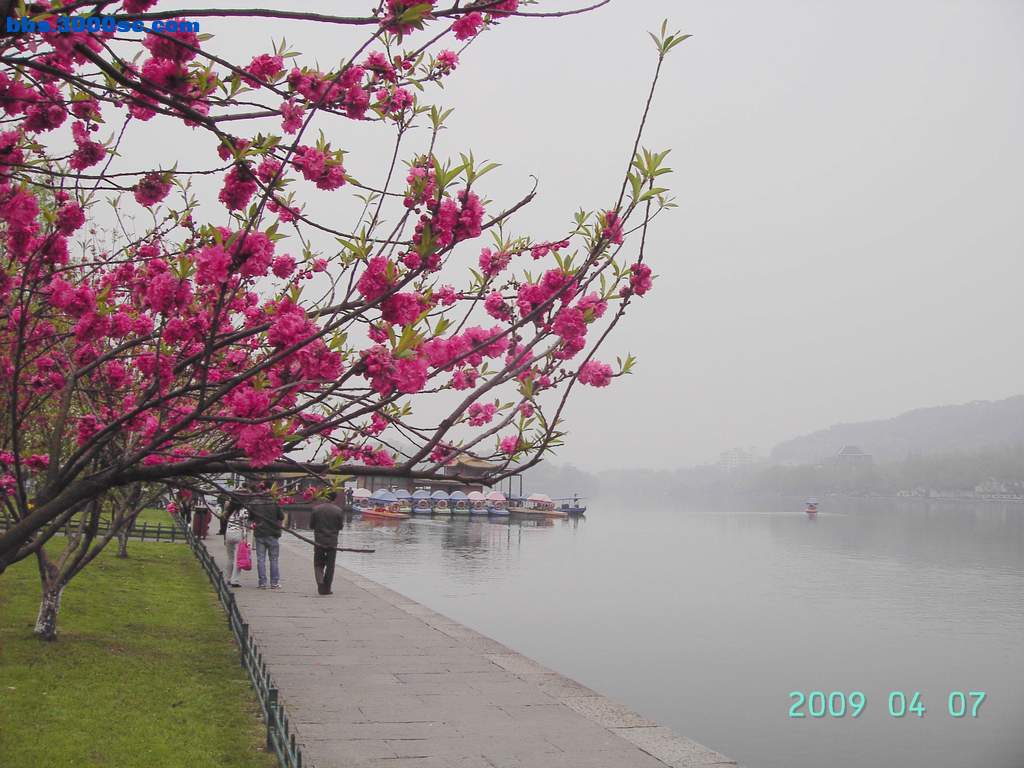 白堤上的桃花和杨柳 026.jpg