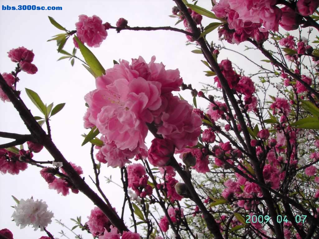 白堤上的桃花和杨柳 032.jpg