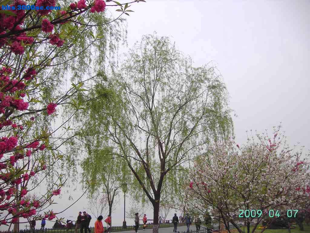 白堤上的桃花和杨柳 028.jpg