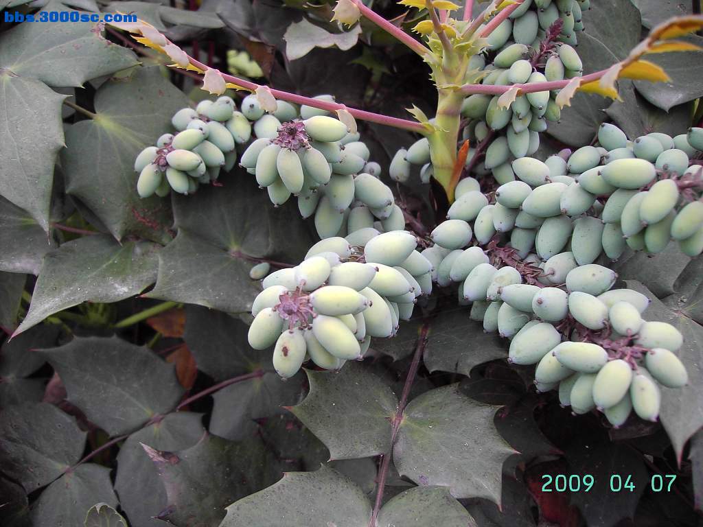 白堤上的桃花和杨柳 036.jpg