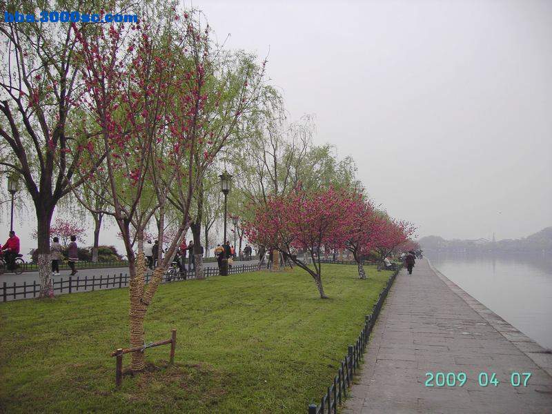 白堤上的桃花和杨柳 040.jpg
