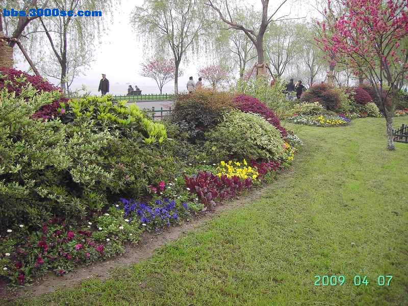 白堤上的桃花和杨柳 042.jpg
