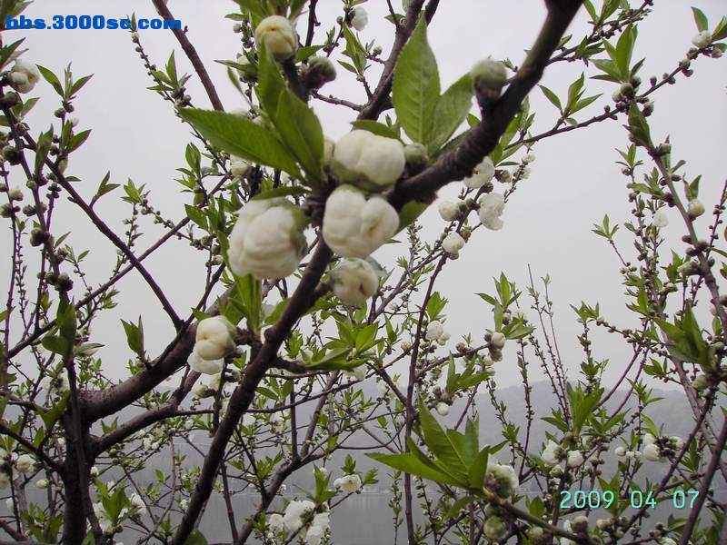 白堤上的桃花和杨柳 044.jpg
