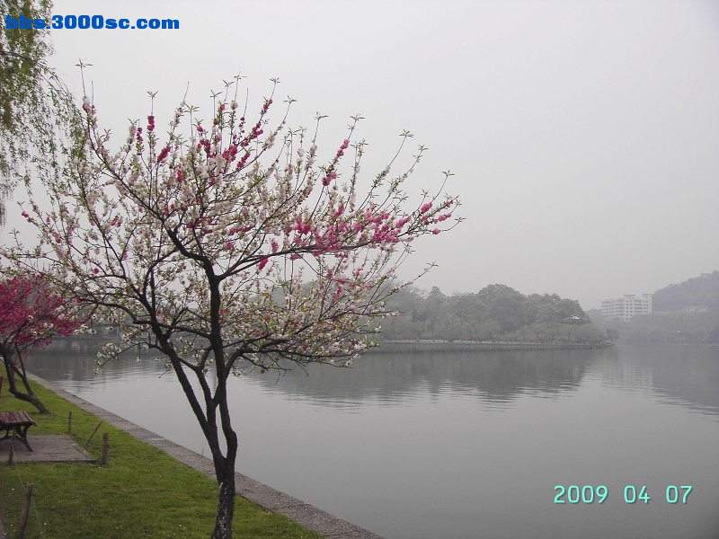 白堤上的桃花和杨柳 045.jpg