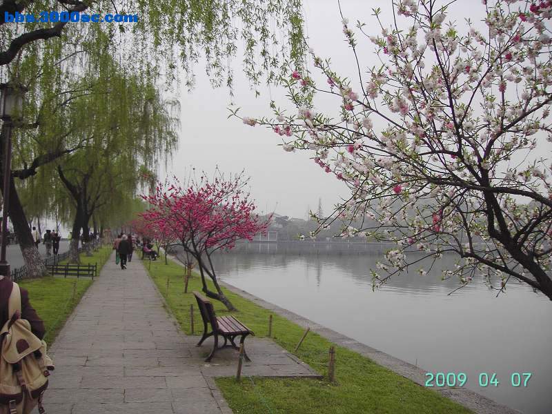 白堤上的桃花和杨柳 046.jpg