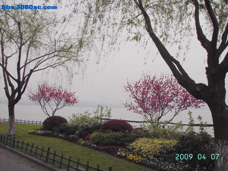 白堤上的桃花和杨柳 047.jpg