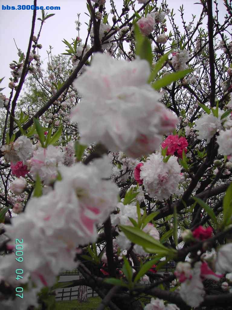 旋转 白堤上的桃花和杨柳 030.jpg