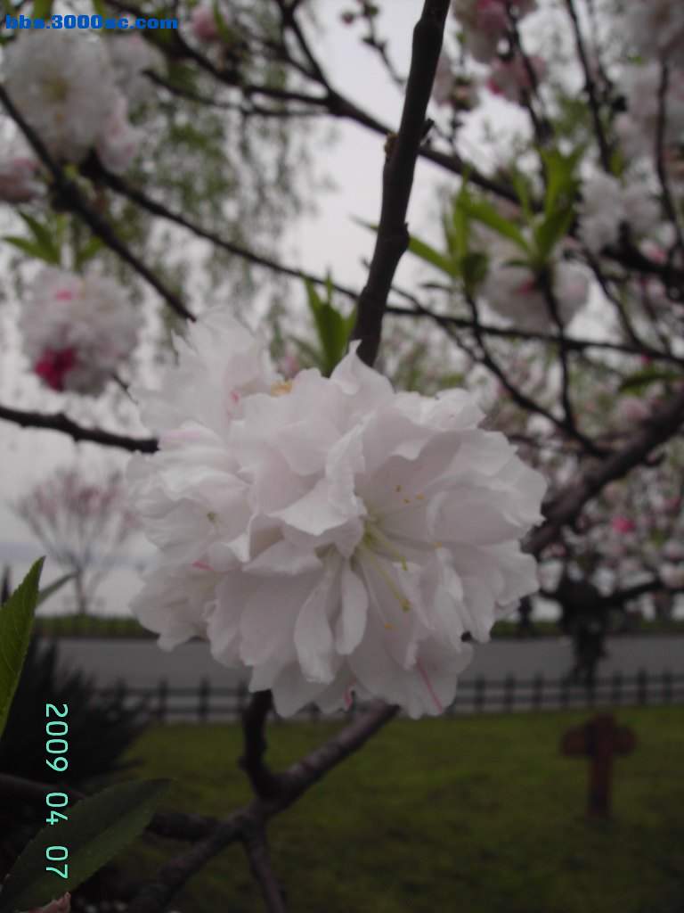 旋转 白堤上的桃花和杨柳 031.jpg