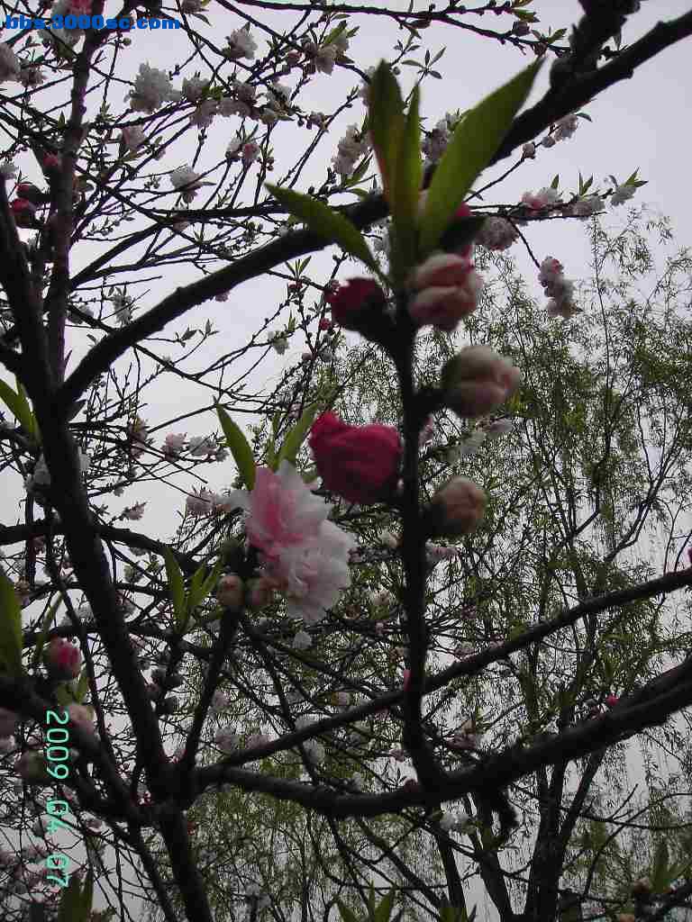 旋转 白堤上的桃花和杨柳 033.jpg