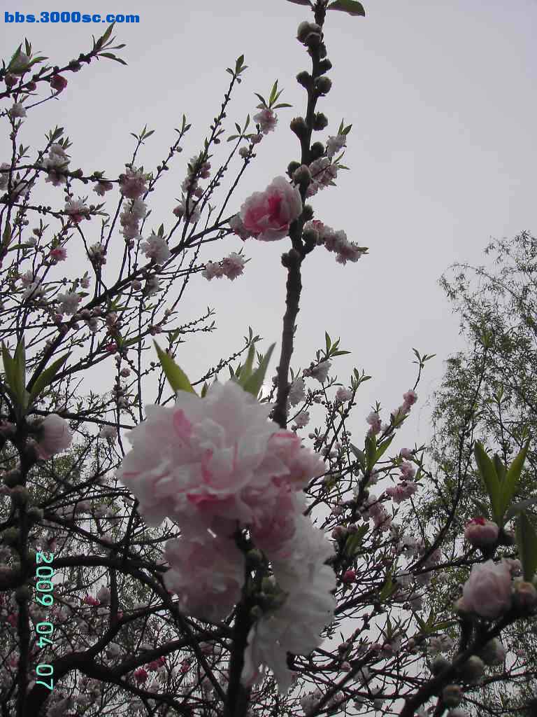 旋转 白堤上的桃花和杨柳 034.jpg