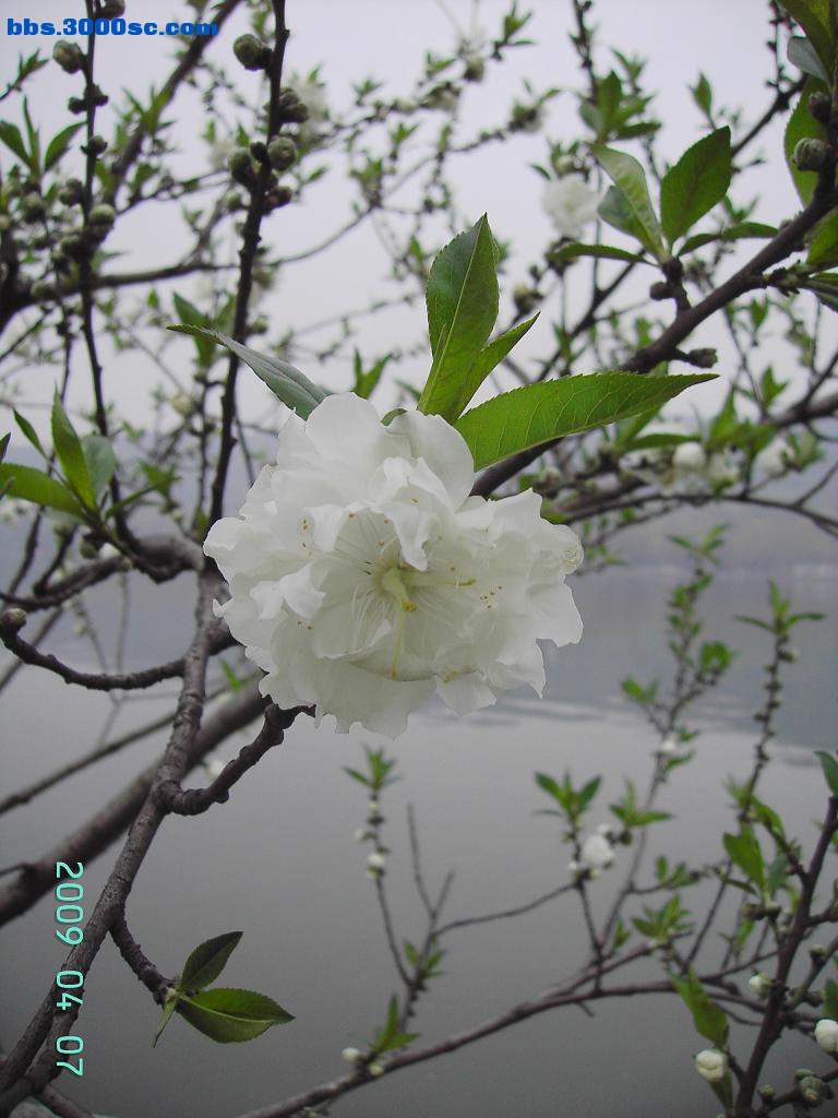 旋转 白堤上的桃花和杨柳 043.jpg